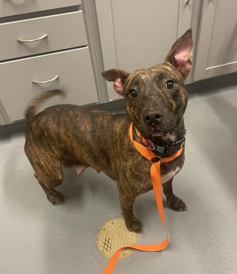 A young medium-sized female Brindle Pit Bull Terrier dog named Maggie for adoption in Ashland, VA