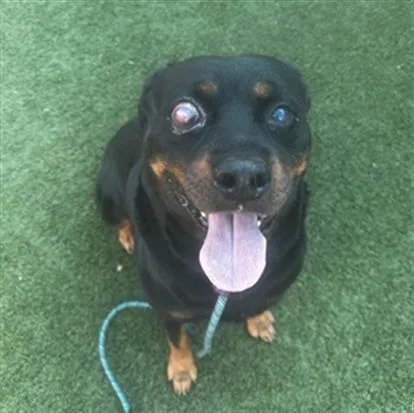 An adult large-sized male Mixed Breed dog named Gotti for adoption in Dallas, TX