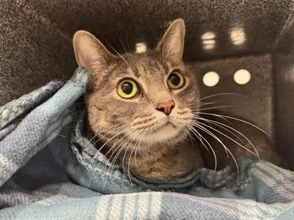An adult medium-sized female Domestic Short Hair cat named Roan for adoption in Daytona Beach, FL