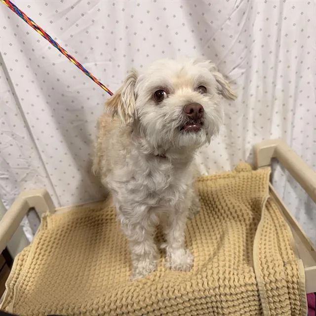An adult small-sized male Poodle dog named Osito for adoption in Modesto, CA