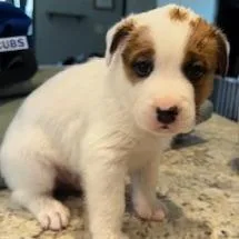 A baby small-sized male White / Cream Mixed Breed dog named Dexter for adoption in Grinnell, IA