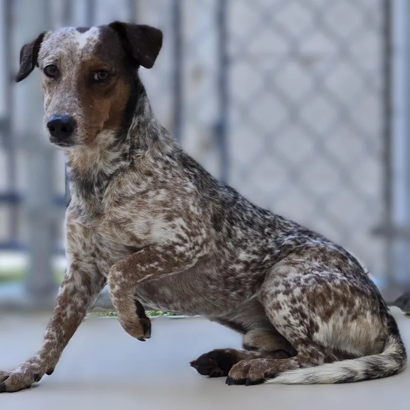 An adult small-sized male Black Dachshund dog named Polyester for adoption in Wickenburg, AZ