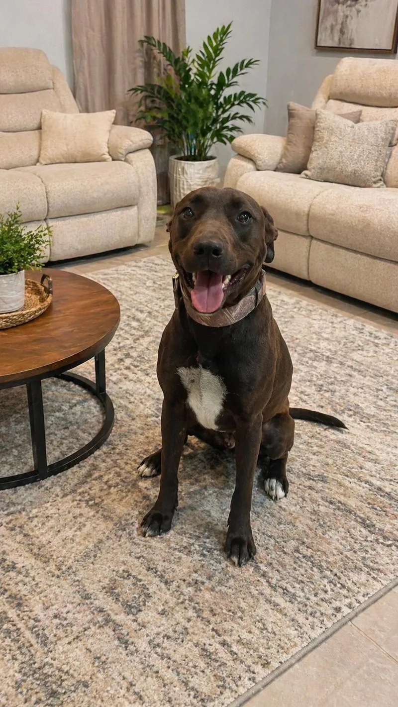 A young medium-sized male Brown / Chocolate Chocolate Labrador Retriever dog named Rex for adoption in Houston, TX