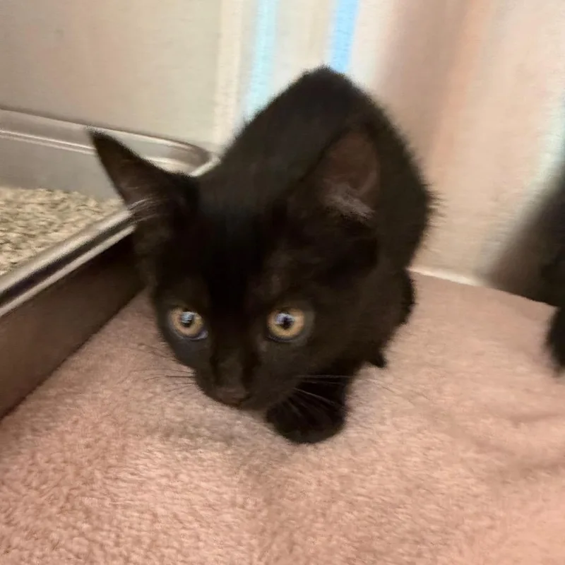 A baby small-sized female Black Domestic Short Hair cat named Leia for adoption in Englewood, FL