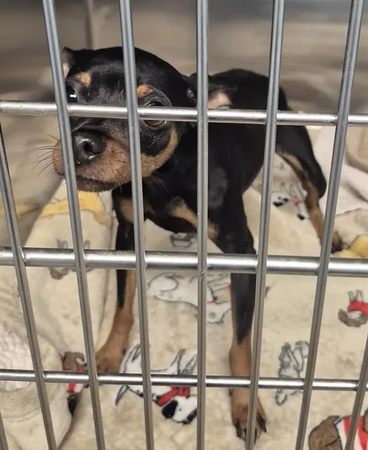 A young small-sized female Chihuahua dog named Delta for adoption in Decatur, IL