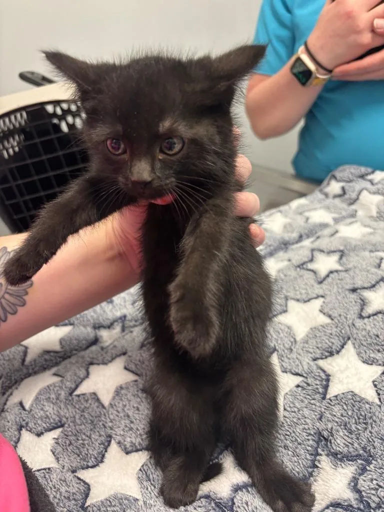 A baby medium-sized female Domestic Short Hair cat named Thin Mint for adoption in Bloomington, IN