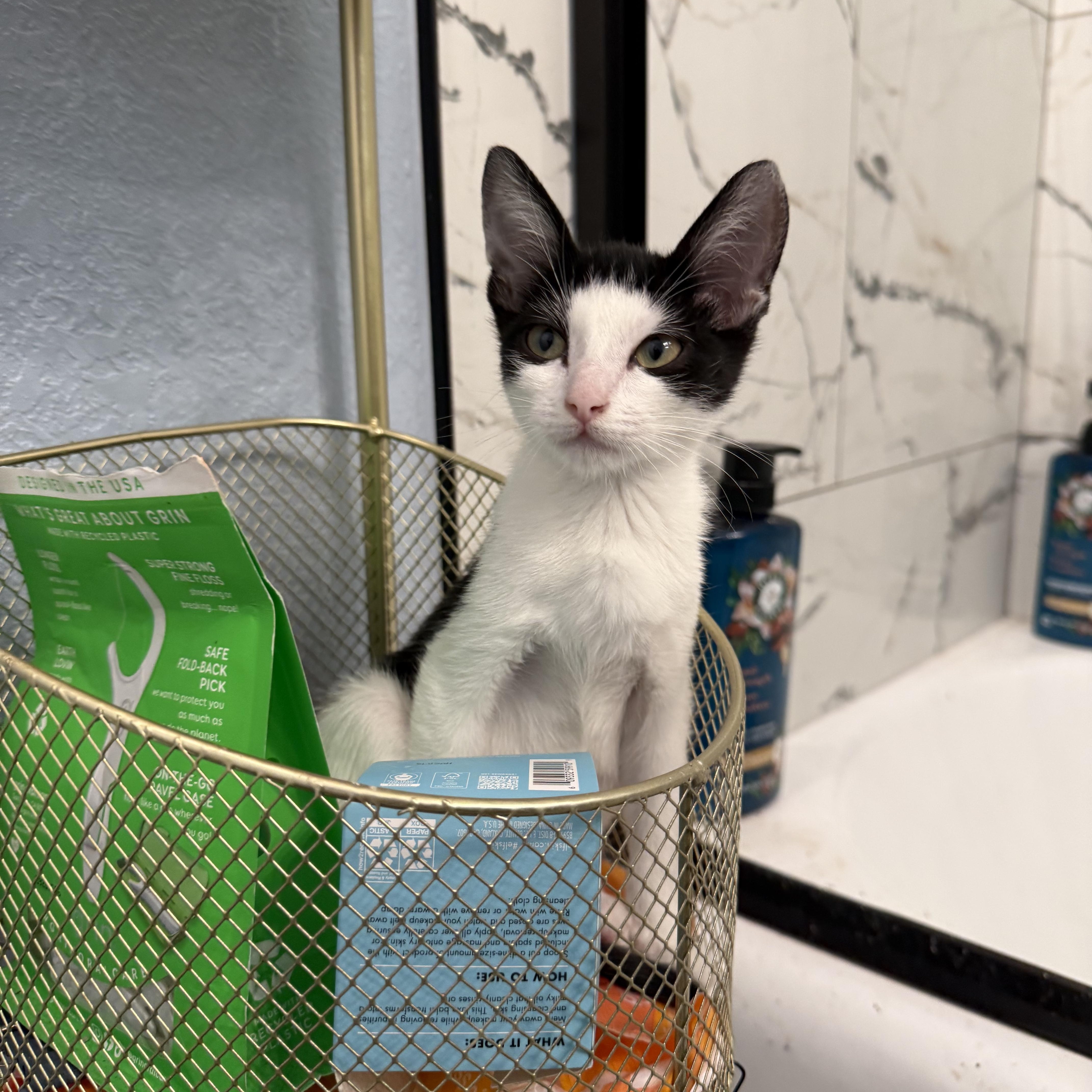 A baby medium-sized female Black & White / Tuxedo Tuxedo cat named Sassy for adoption in Fresno, CA