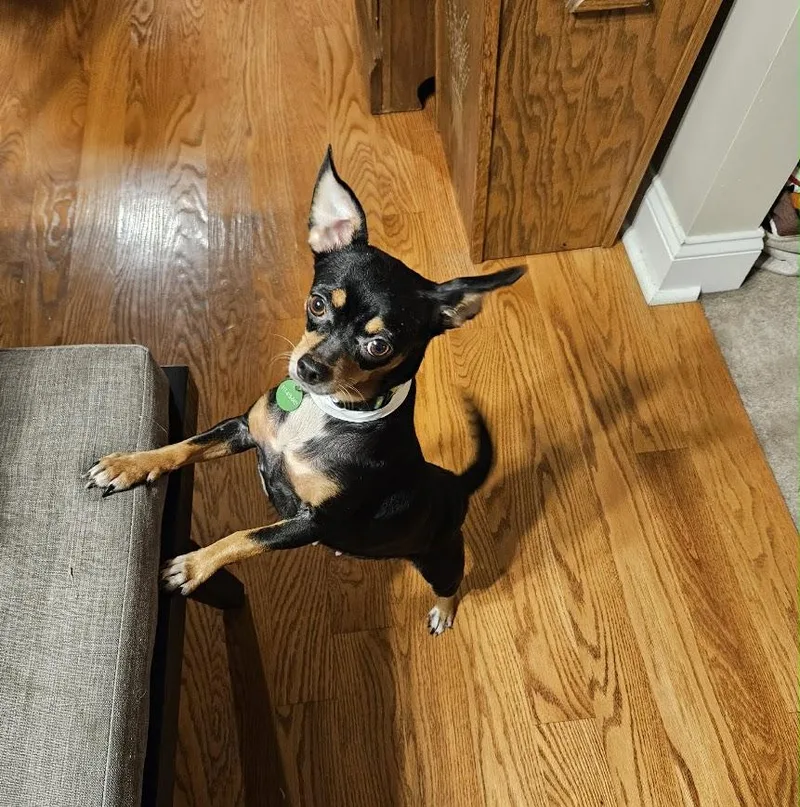 An adult small-sized female Tricolor (Brown, Black, & White) Chihuahua dog named Firefly for adoption in Shermans Dale, PA