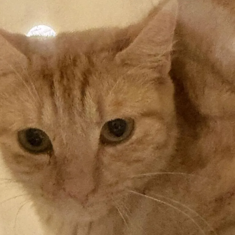 An adult medium-sized female Orange / Red Domestic Short Hair cat named Johanna Winchester for adoption in Asheville, NC