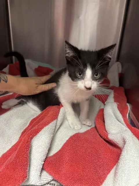 A baby small-sized female Domestic Short Hair cat named Marlo for adoption in Jacksonville, FL
