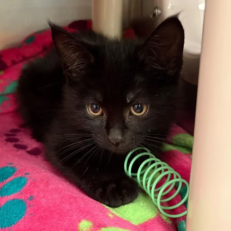 A baby small-sized male Black Domestic Short Hair cat named Bentley for adoption in Keizer, OR
