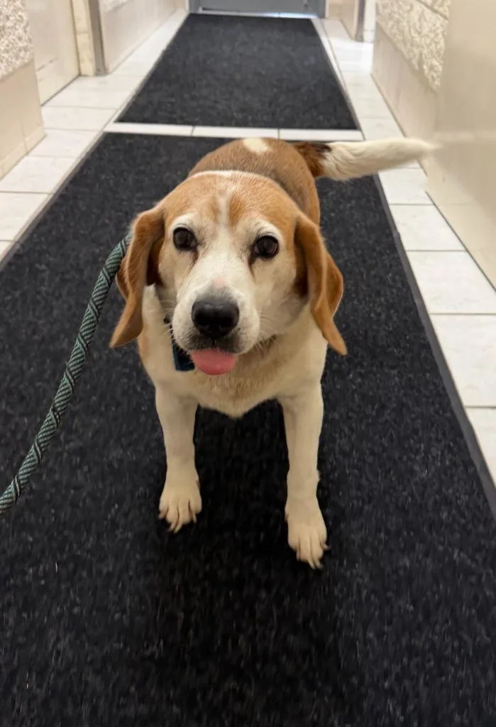 A young medium-sized female Beagle dog named Wanda for adoption in Hastings, MI