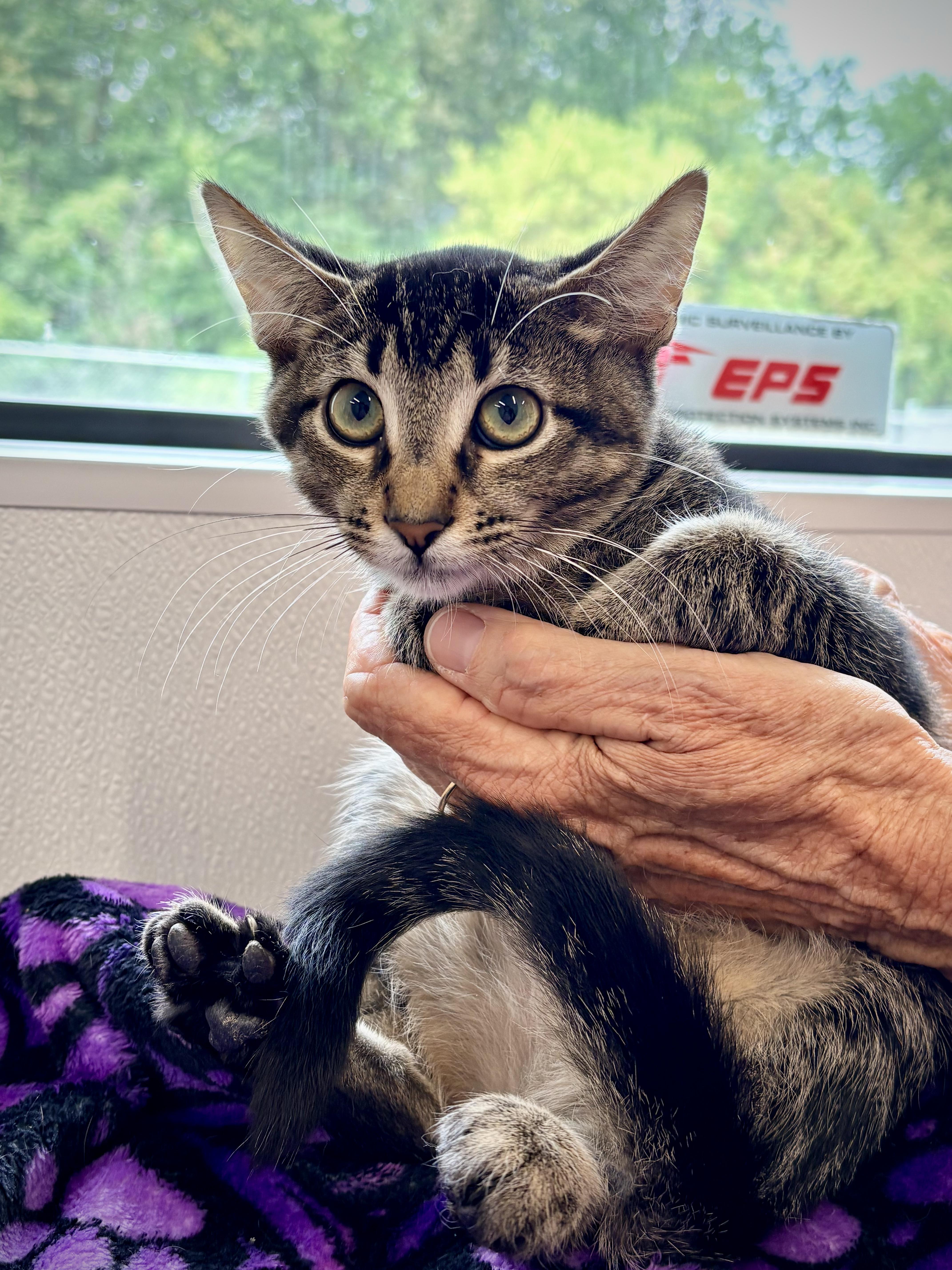 A baby small-sized male Domestic Short Hair cat named Jerico for adoption in Kalamazoo, MI
