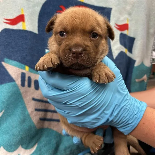 A baby small-sized female Labrador Retriever dog named Casserole for adoption in San Antonio, TX