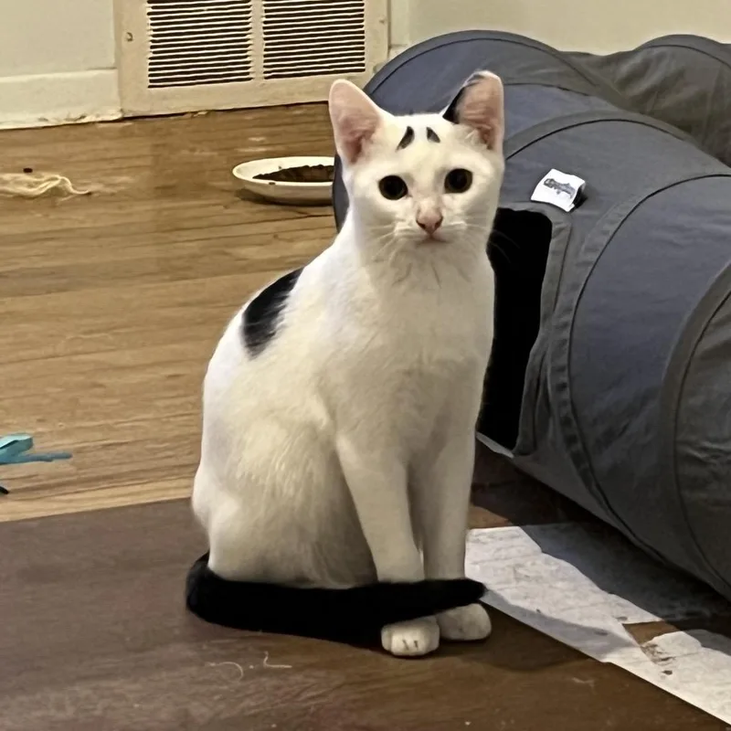 A baby medium-sized male White Domestic Short Hair cat named Meenie for adoption in Spokane, WA