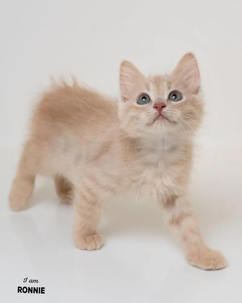A baby small-sized male Domestic Short Hair cat named Ronnie for adoption in Boone, IA