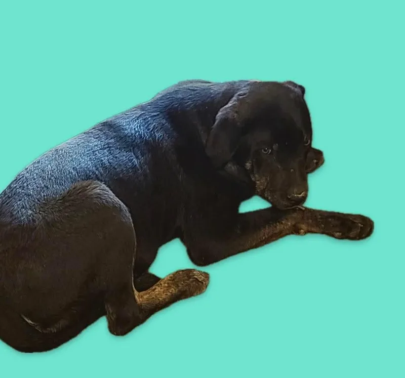 A young large-sized male Catahoula Leopard Dog dog named Omer for adoption in Harrodsburg, KY