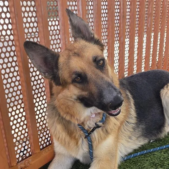 An adult large-sized female German Shepherd Dog dog named Megan for adoption in Las Vegas, NV