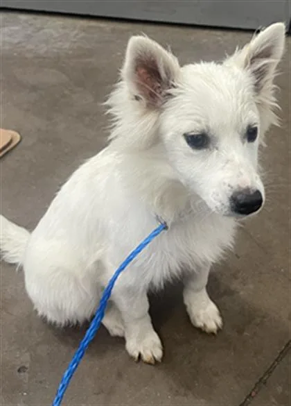 A baby small-sized female Mixed Breed dog named Peanut for adoption in Dallas, TX