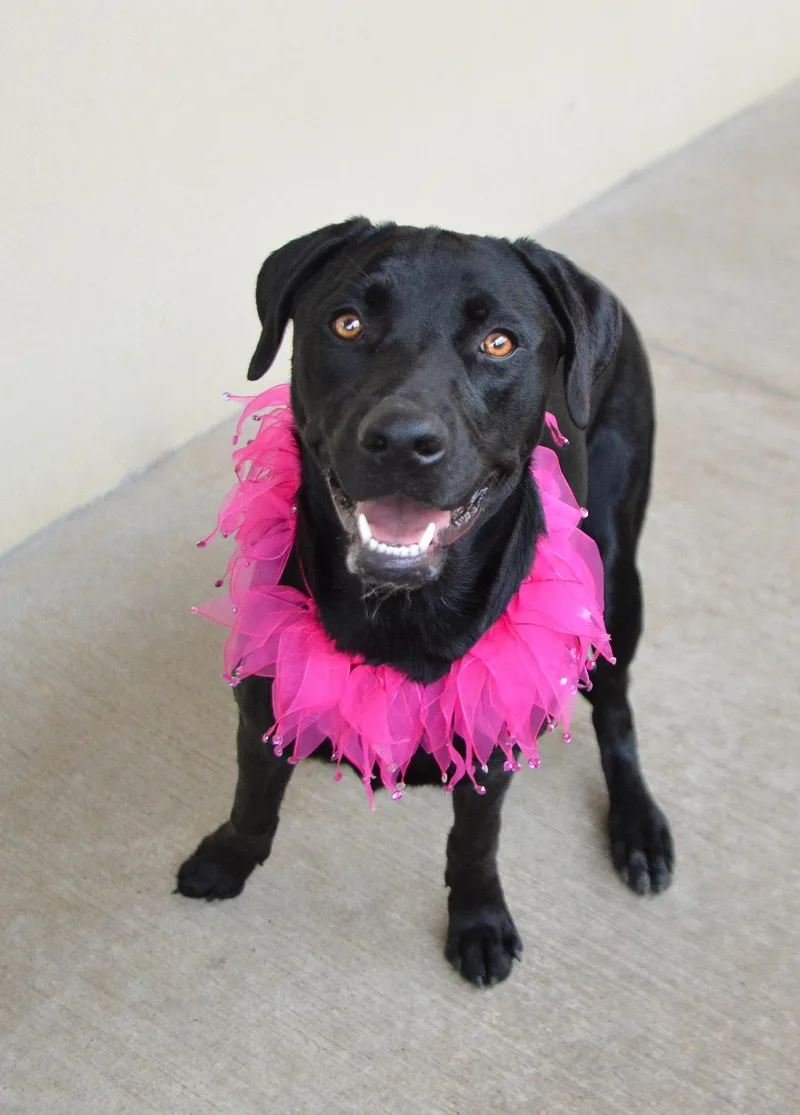 A baby large-sized female Mixed Breed dog named Vanta for adoption in McKinney, TX