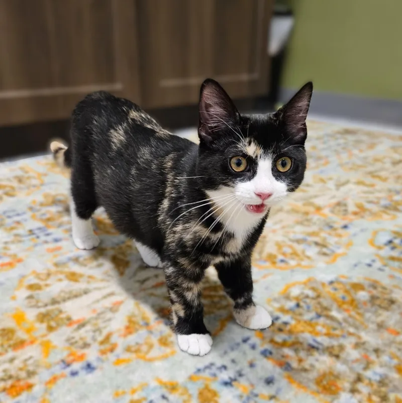 A baby small-sized female Tortoiseshell cat named Amelia for adoption in Endicott, NY