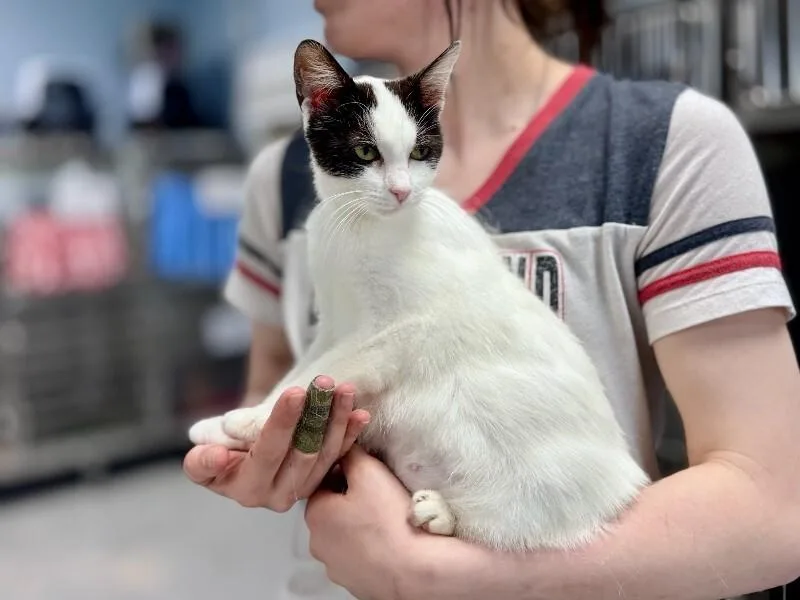 An adult medium-sized female White Domestic Short Hair cat named Squeaks for adoption in Wooster, OH