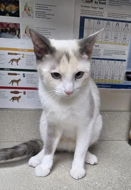 An adult small-sized female Siamese cat named Polka Dot for adoption in Phoenix, AZ