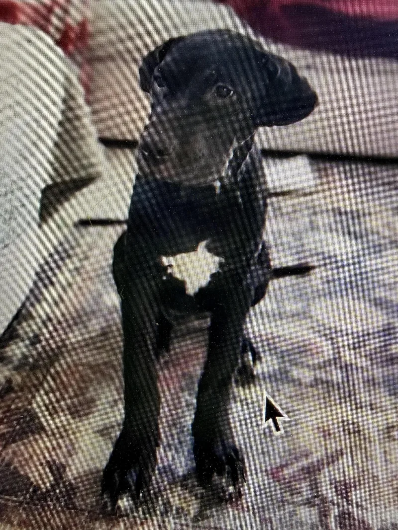A baby large-sized female Black Mastiff dog named Jane for adoption in Las Vegas, NV