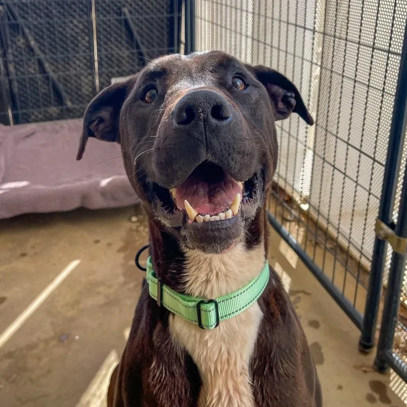 An adult large-sized male Black Mixed Breed dog named Luke for adoption in Bentonville, AR