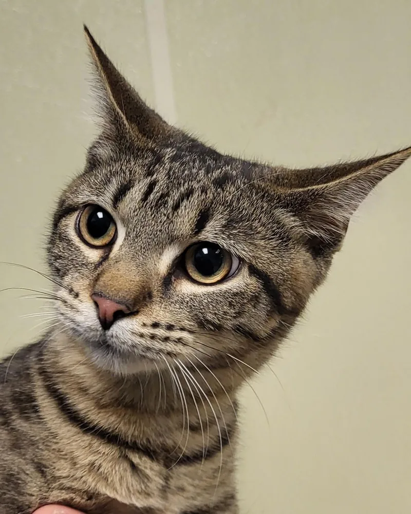 A baby medium-sized male Tabby (Brown / Chocolate) Extra-Toes Cat / Hemingway Polydactyl cat named Grits for adoption in Grayslake, IL