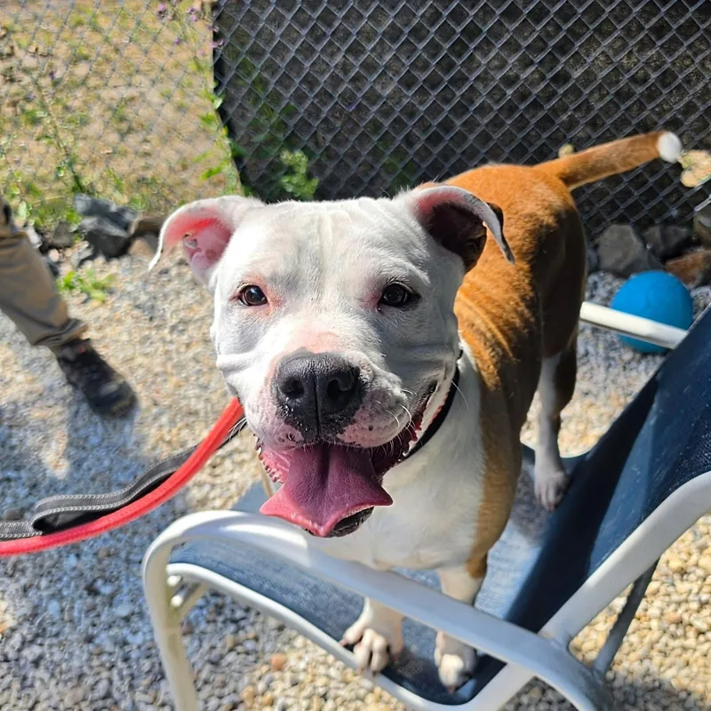 An adult large-sized female Yellow / Tan / Blond / Fawn American Bulldog dog named Millie for adoption in Manahawkin, NJ