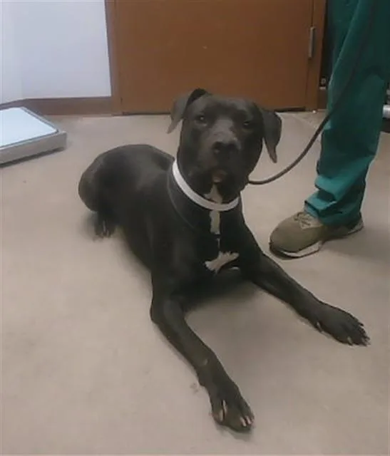 A young large-sized male Pit Bull Terrier dog named Hasslehoff for adoption in Phoenix, AZ
