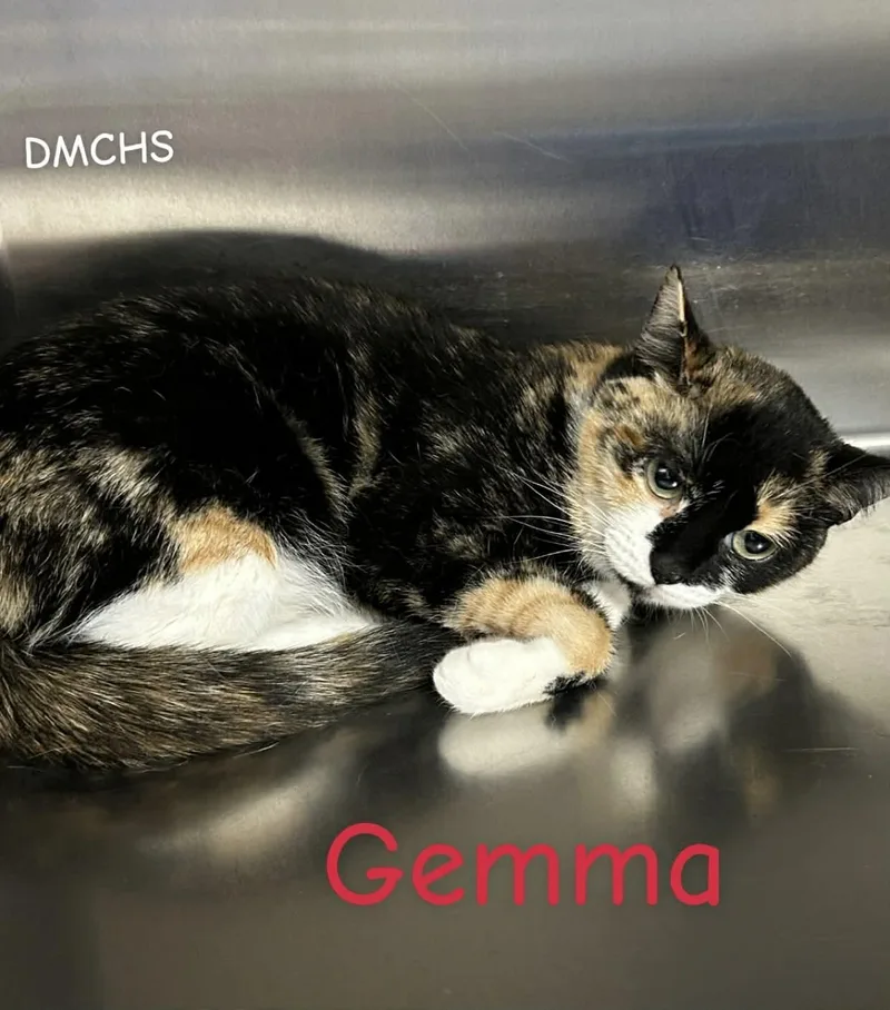 A young medium-sized female Calico Domestic Short Hair cat named Gemma for adoption in Burlington, IA