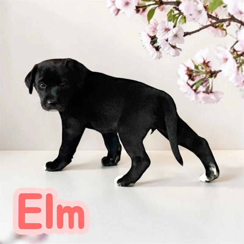 Elm