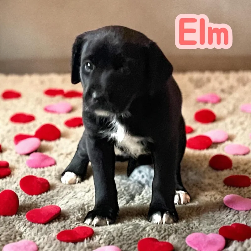 Elm thumbnail 2