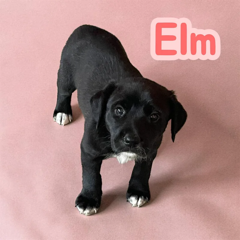 Elm thumbnail 3