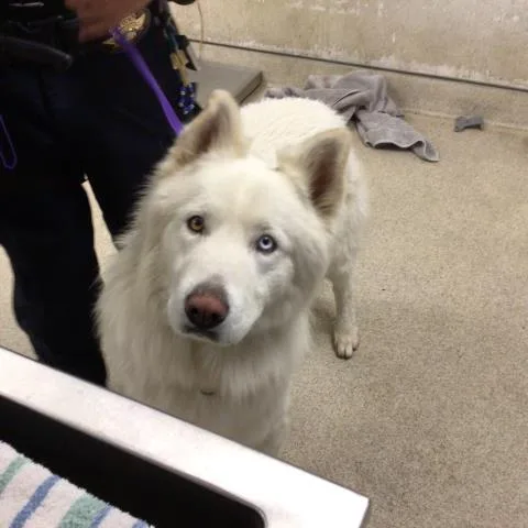An adult large-sized male Siberian Husky dog named Dash for adoption in Riverside, CA