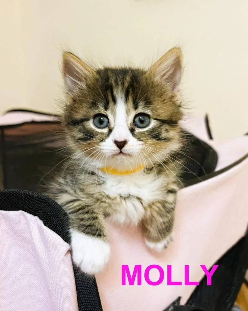 Molly
