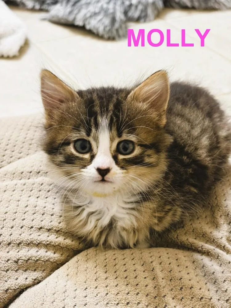 Molly thumbnail 2