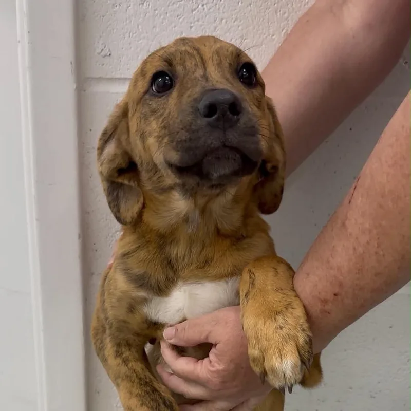 A young small-sized male Brindle Mixed Breed dog named Winston for adoption in Walnut Cove, NC
