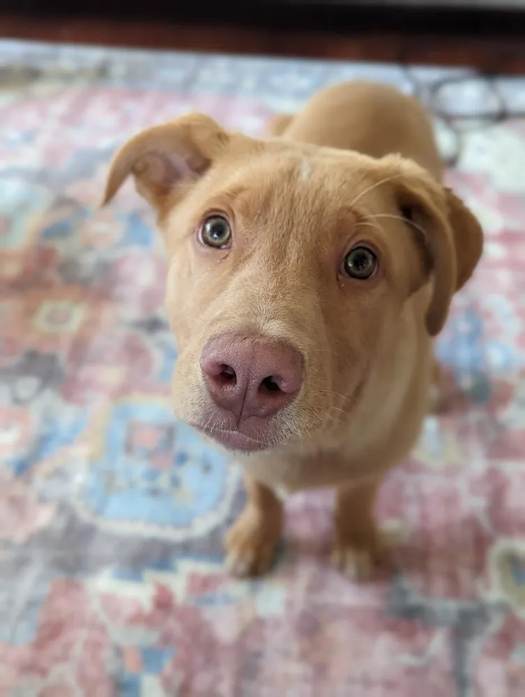 An adult large-sized male Brown / Chocolate Labrador Retriever dog named Greg for adoption in Littleton, CO