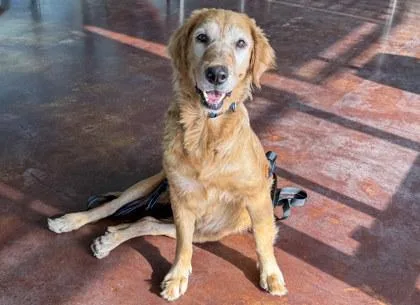 An adult large-sized female Golden Retriever dog named Meredith for adoption in San Antonio, TX
