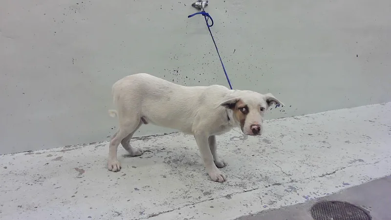 A young small-sized male German Shepherd Dog dog named A for adoption in Houston, TX