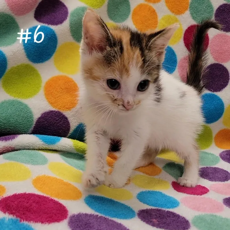 A baby small-sized female Calico Domestic Short Hair cat named Emoji for adoption in Parkersburg, WV