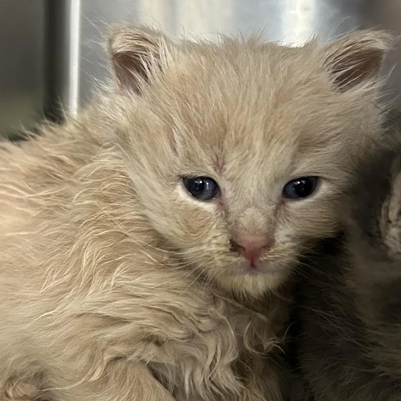 A baby small-sized male Orange / Red Domestic Short Hair cat named Belka for adoption in Newark, NJ
