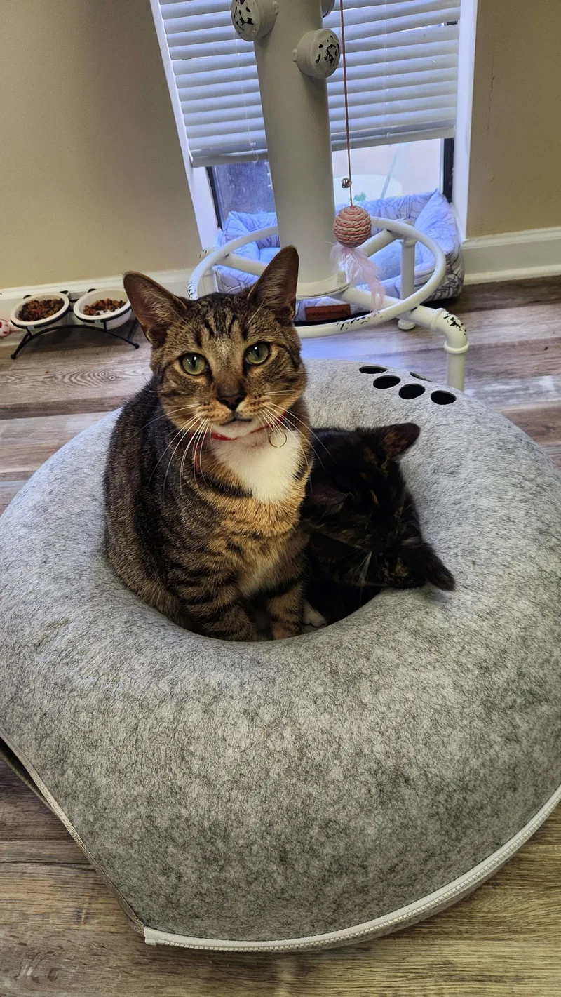 A young large-sized male American Shorthair cat named Piglet for adoption in Roanoke, AL