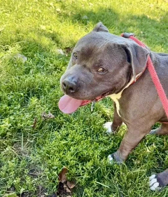 An adult medium-sized male Gray / Blue / Silver Staffordshire Bull Terrier dog named Frat Boy for adoption in Chicago, IL