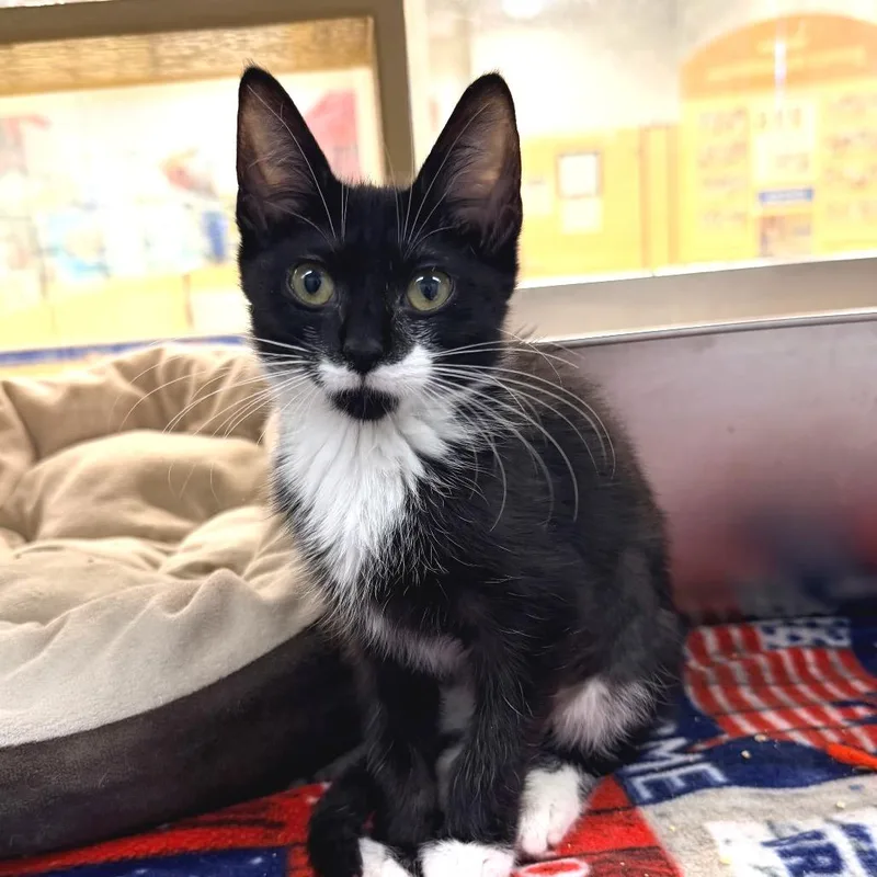 A young medium-sized female Black Domestic Short Hair cat named Grits for adoption in miami, FL