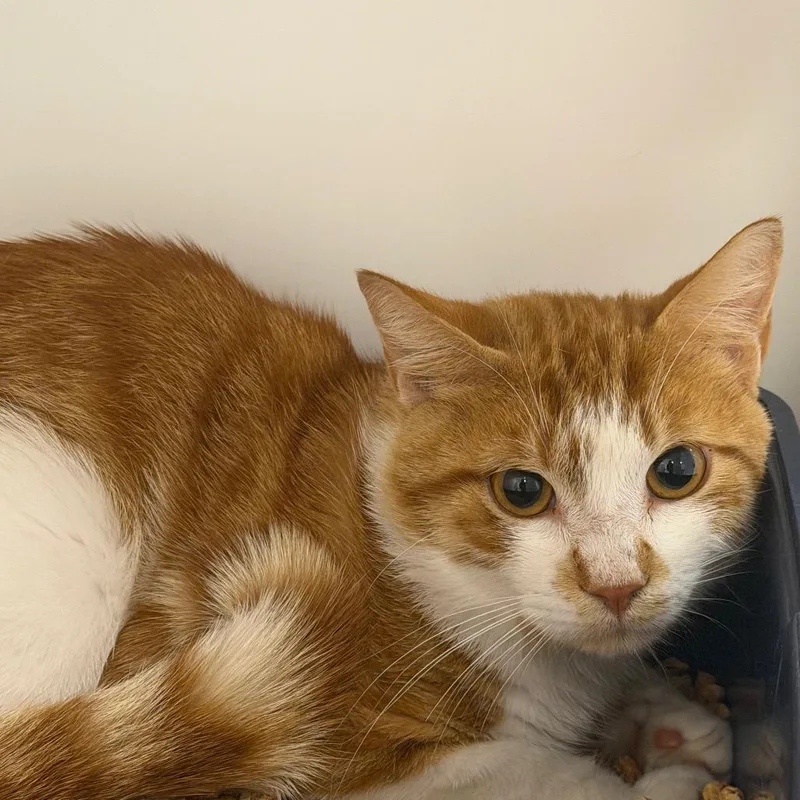 An adult medium-sized male Orange / Red Domestic Short Hair cat named Pan for adoption in West Palm Beach, FL