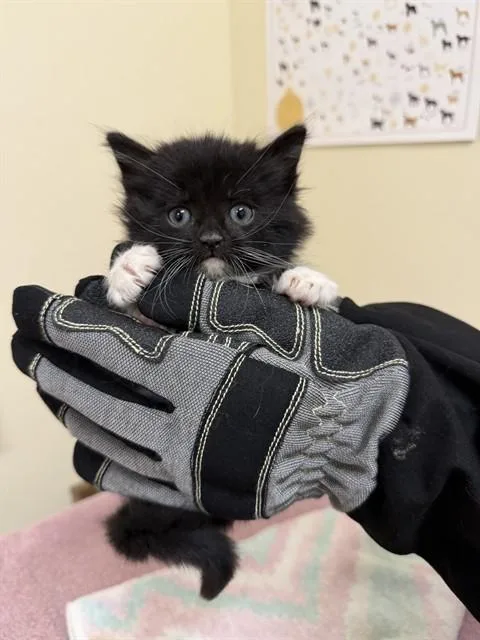 An adult small-sized female Domestic Short Hair cat named Crunchwrap Supreme for adoption in Fremont, CA